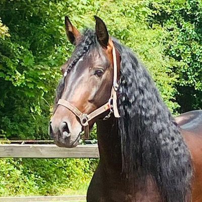 Baroque PRE Gelding