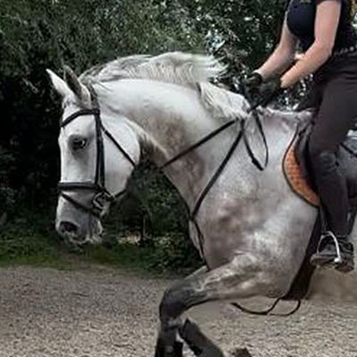 Prospect mare for show jumping