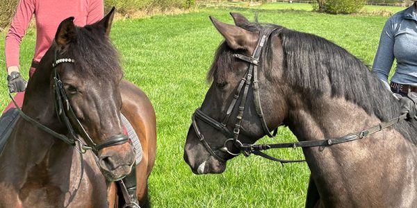 Ausritt mit unseren spanischen Verkaufspferden