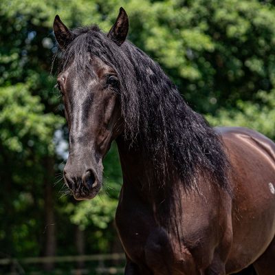 Andalusian great rideability