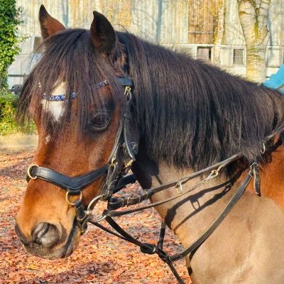 Super well-behaved pony