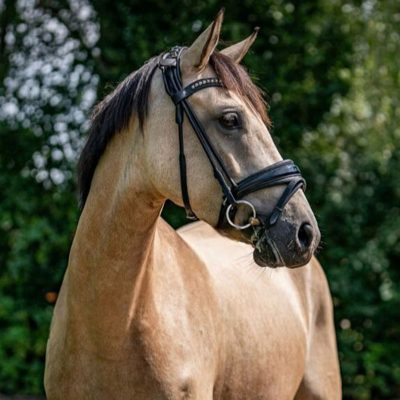 Pony mare jumping and dressage
