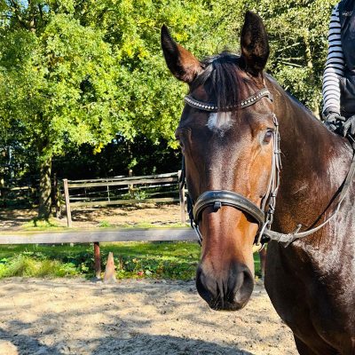 Best Buddy and Dream Horse