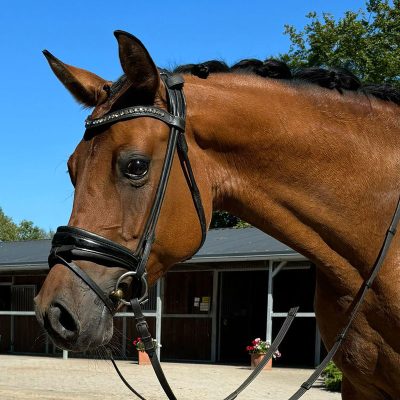 Pony mare XXL in special color