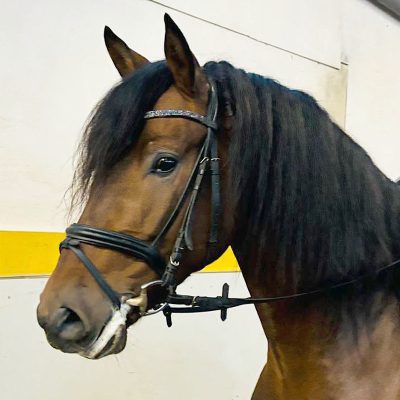 Sweet PRE gelding 5 years