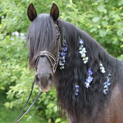 Beautiful PRE Gelding
