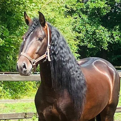 PRE gelding 5 years solid horse