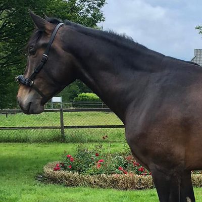 Pretty tall PRE gelding