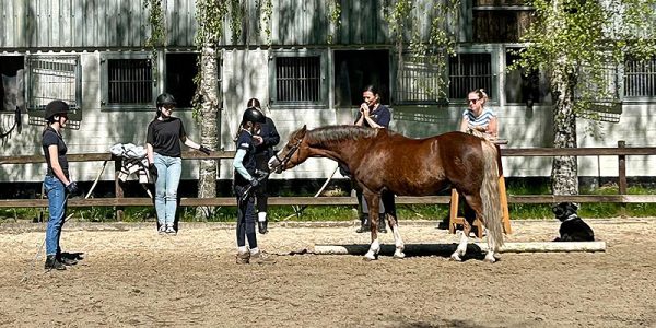 Training der Hannoveraner Jungzüchter