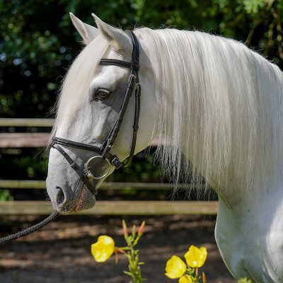 Portuguese 8 year with tyful profile