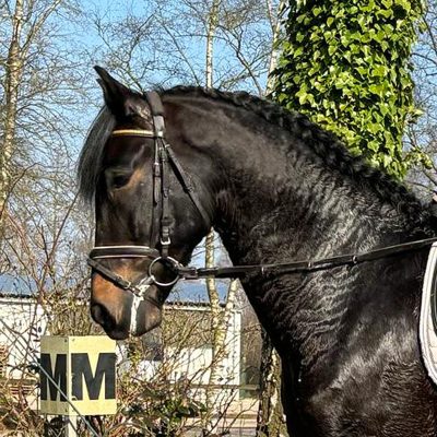 PRE gelding 10 years best buddy