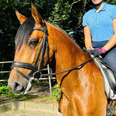 Quality Lusitano 6 years