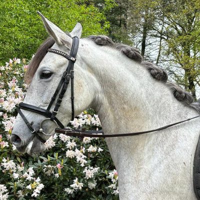 Lovely Andalusian mare