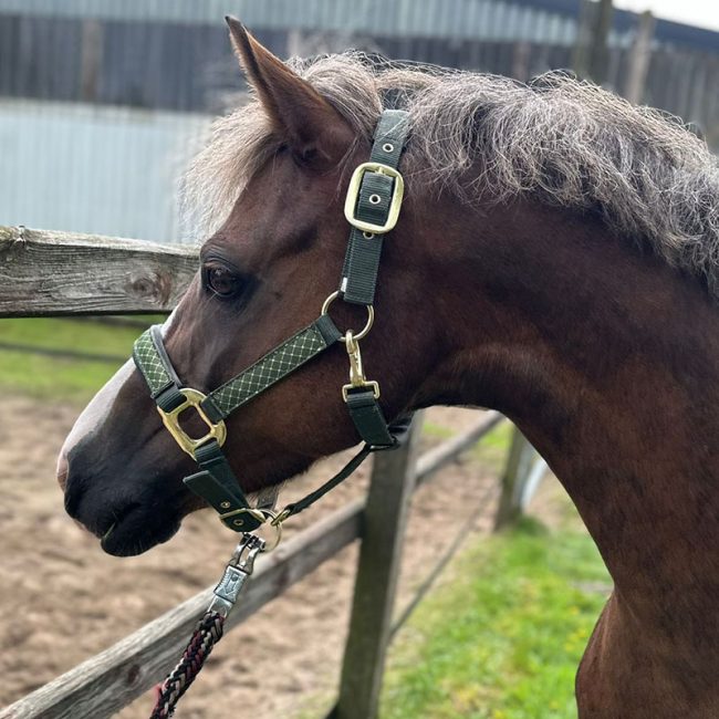 Hermoso poni alazan tostado