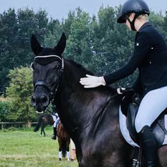 Elegant Andalusian mare