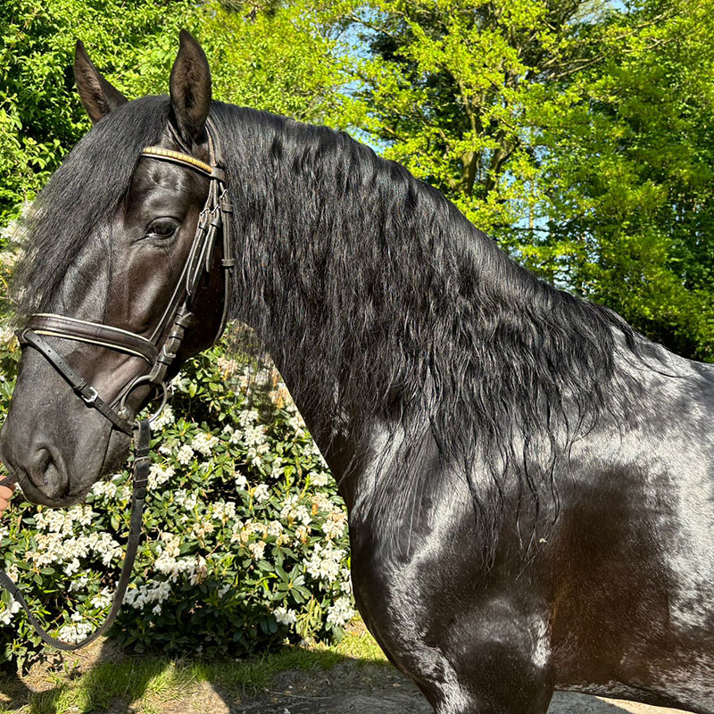 PRE Rappe 4 Jahre fleißig und solide gut angeritten 1,64 m