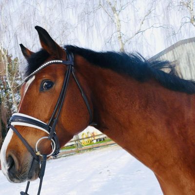 Oldenburg gelding by Zinedine
