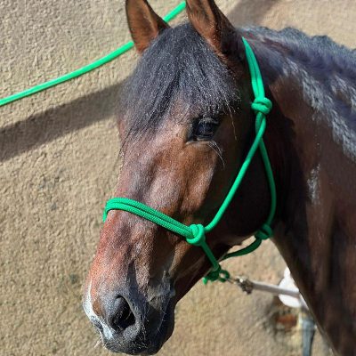 Barocker Dressuryoungster PRE
