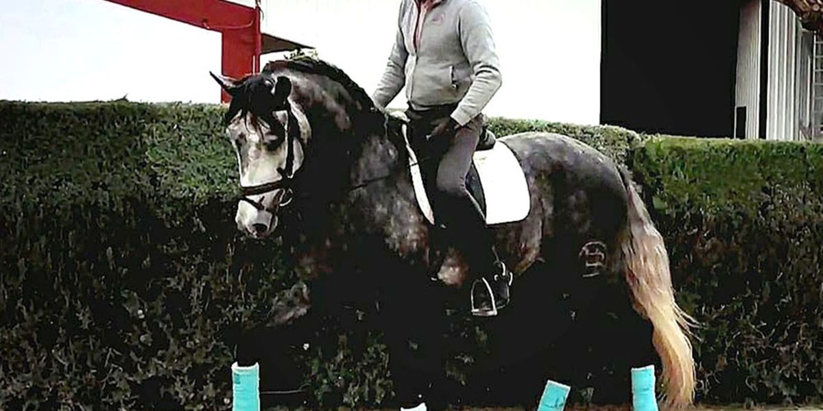 argentino02
