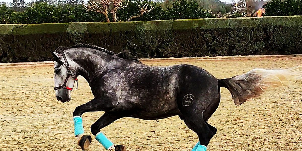 argentino05