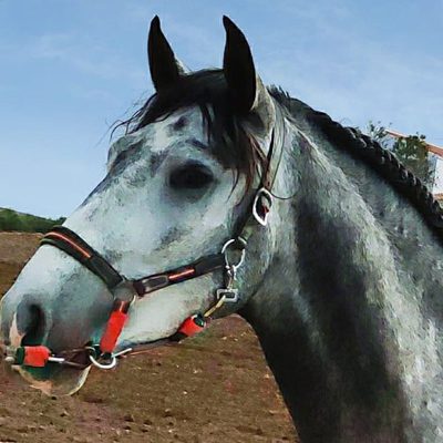 Baroque dressage youngster
