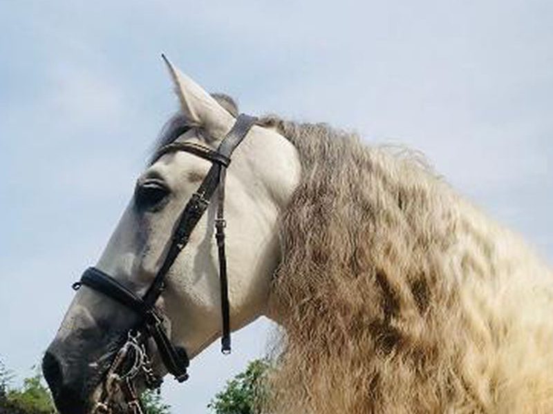 arigilayer
