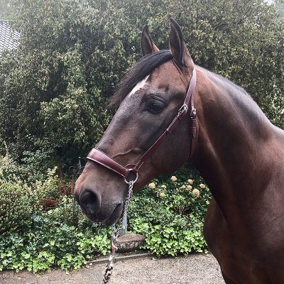 Andalusian 12 years leisure horse