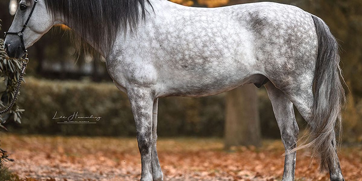 larsholscher.de