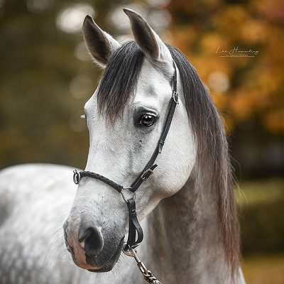 Beautiful 7 Andalusian dressage