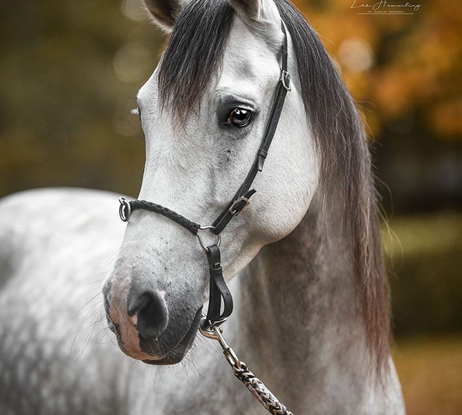 larsholscher.de