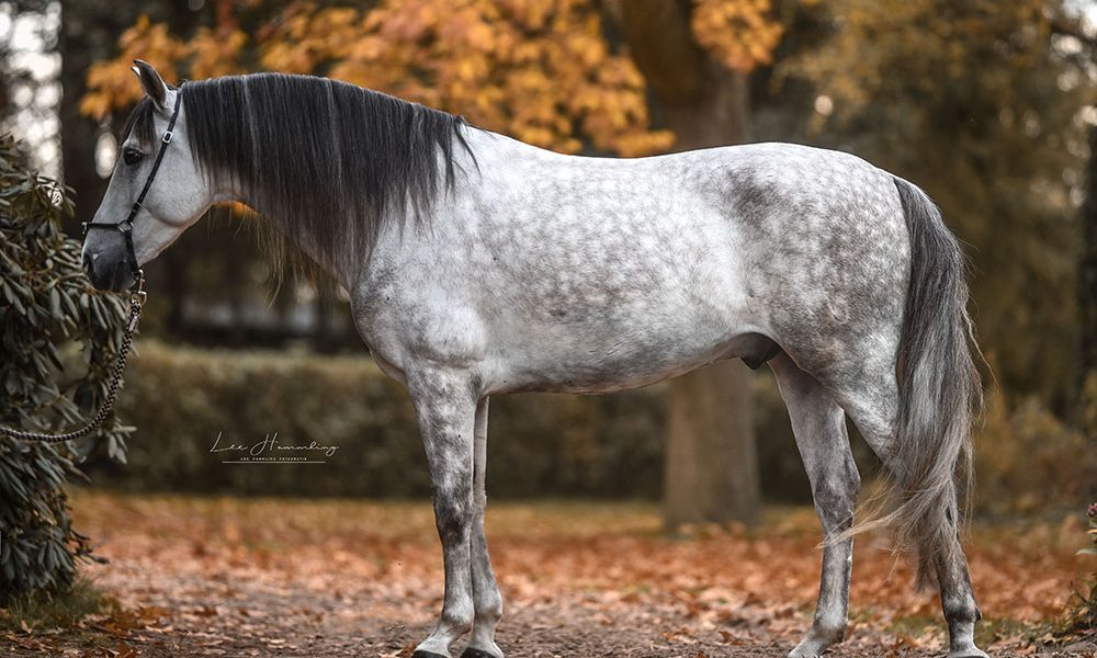larsholscher.de