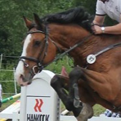 Holstein show jumper Profesor