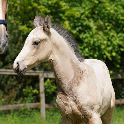 Buckskin Foal from Just Wimphof