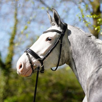 Hanoverian mare Showjumper