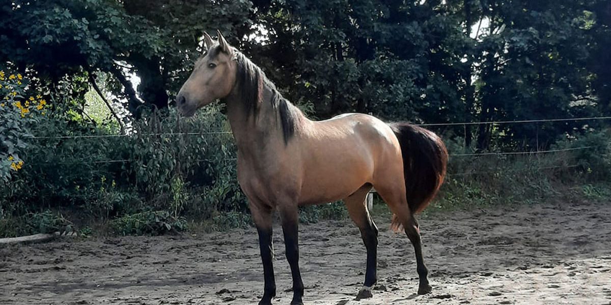 costadorneu03