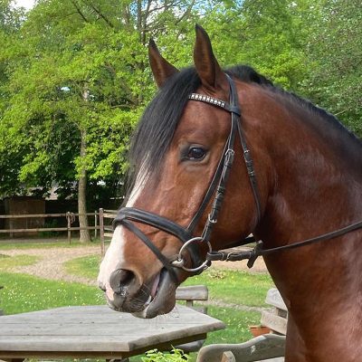 Beautiful bay Andalusian with blaze