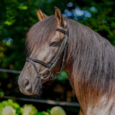 PRE Gelding family horse
