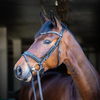 Hanoverian gelding easy to ride