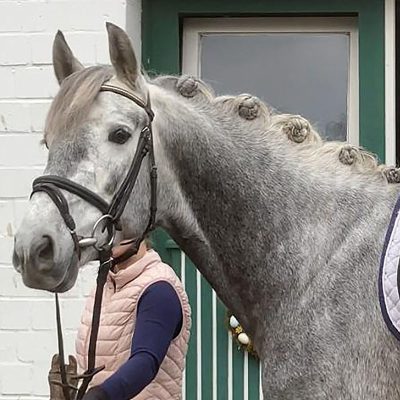 PRE gelding A/L Dressage