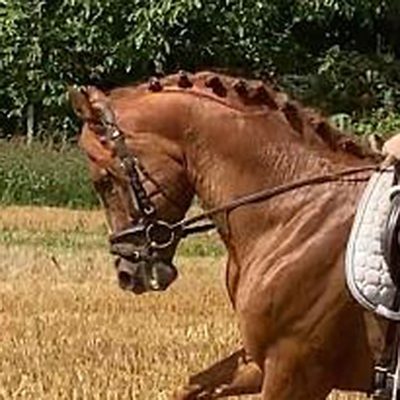Spanish gelding for Dressage