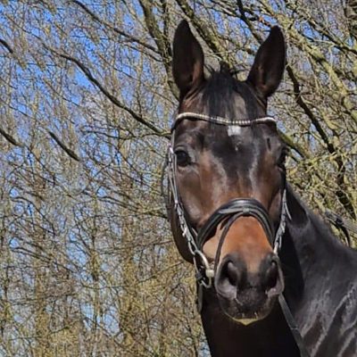 Hanoverian gelding 5 Hunter