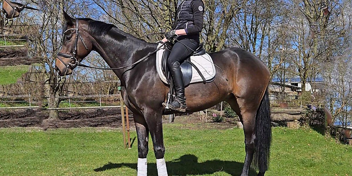 hannoveranerbrauner03