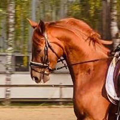 Hanoverian gelding by De Niro