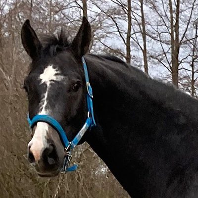 Hunter for the future Hickstead White