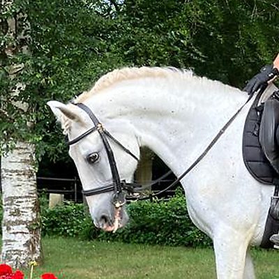 11 year old mare super safe