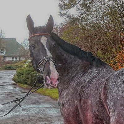 Great Appaloosa super character
