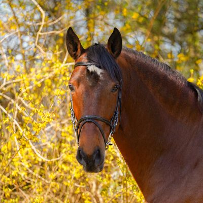 PRE gelding 5 years for Dressage