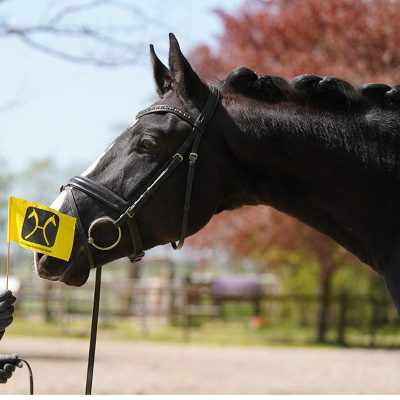 Hanoverian Colt for Dressage