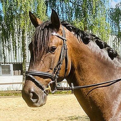 Leisure horse Lusitano Mix