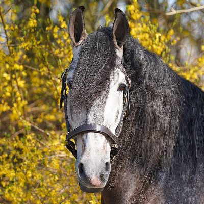 Lusitano for dressage